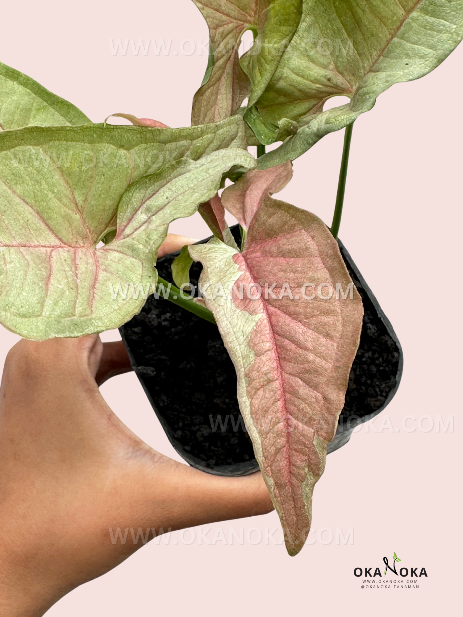 Close-up of Syngonium Pink Jade Unicorn leaves displaying a blend of pink and green tones.