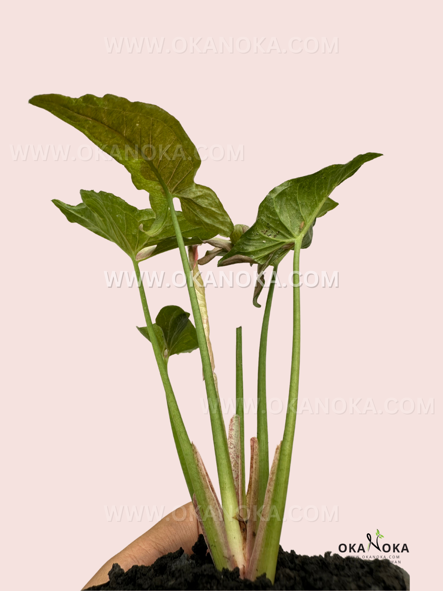 aglaonema unicorn Syngonium Pink Jade Unicorn – Okanoka