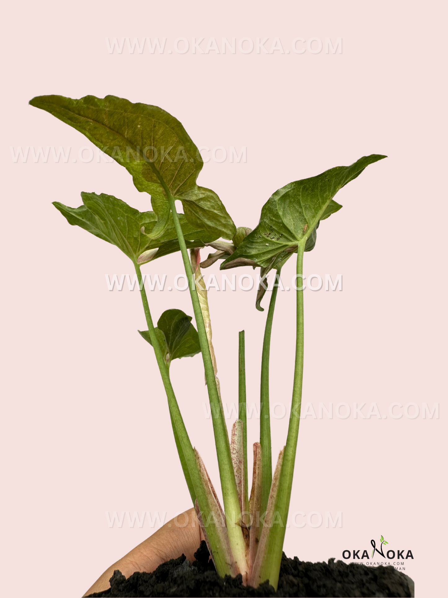 Side view of Syngonium Pink Jade Unicorn leaves, highlighting their subtle pink and green gradient.