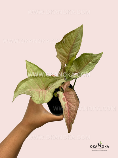 A hand holding Syngonium Pink Jade Unicorn, showcasing its arrow-shaped foliage with soft variegation.