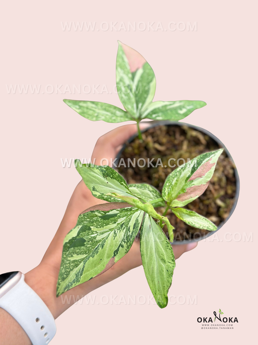 Close view of Syngonium Pink Marble Gems held in hand with moss-wrapped roots, showing blush-pink and cream marbling on arrowhead leaves against a pale backdrop.