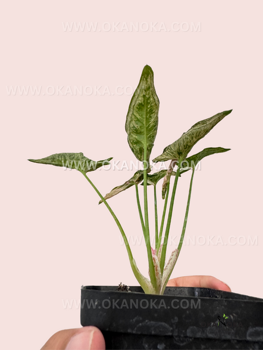 Side view of Syngonium Pink Rolli, showcasing the unique rolled and slightly variegated pink leaves.