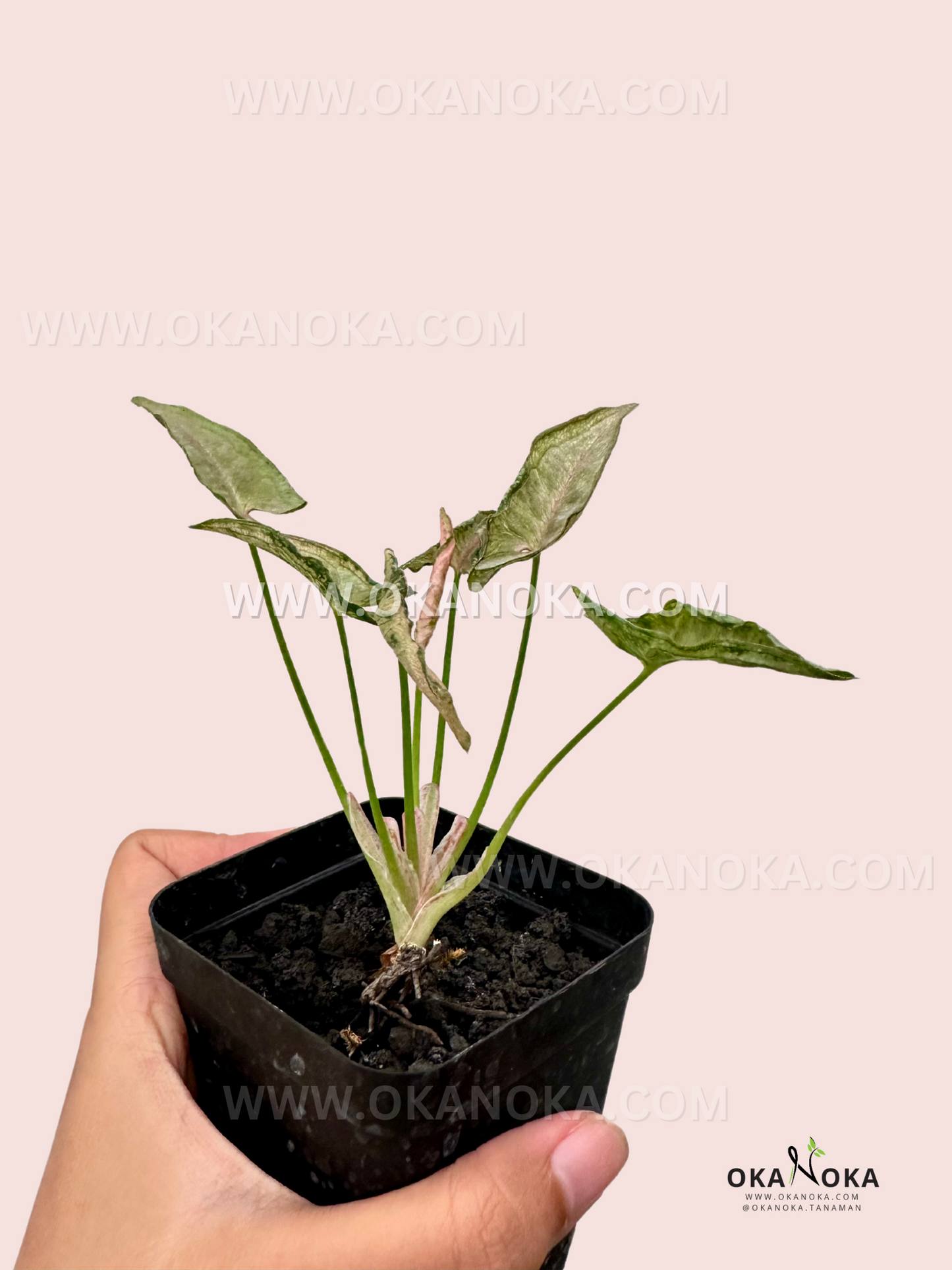 A hand holding Syngonium Pink Rolli in a black pot, highlighting its soft, pink-tinged foliage.