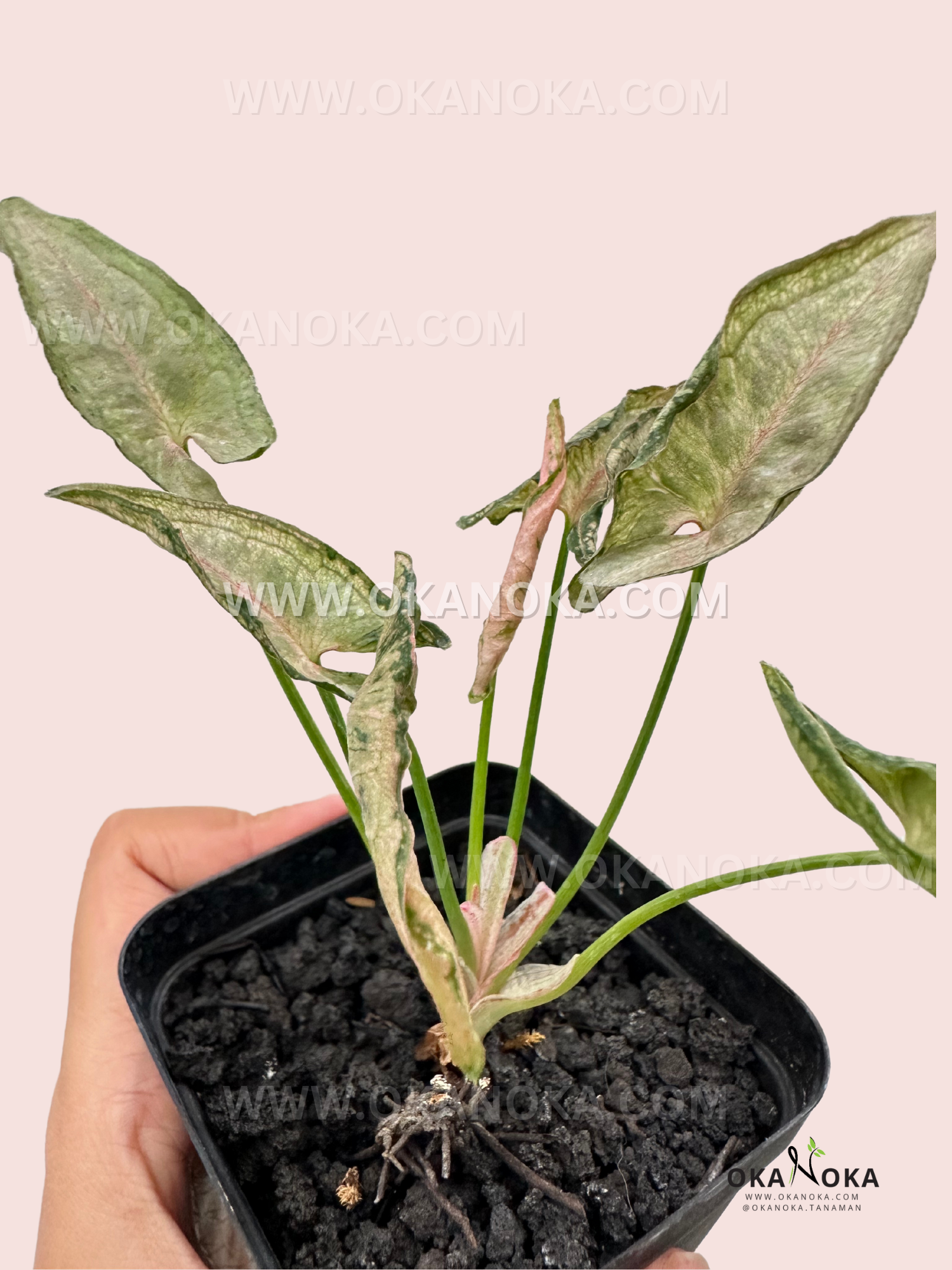 Close-up view of Syngonium Pink Rolli with its distinct pink-tinted leaves and rolled edges.