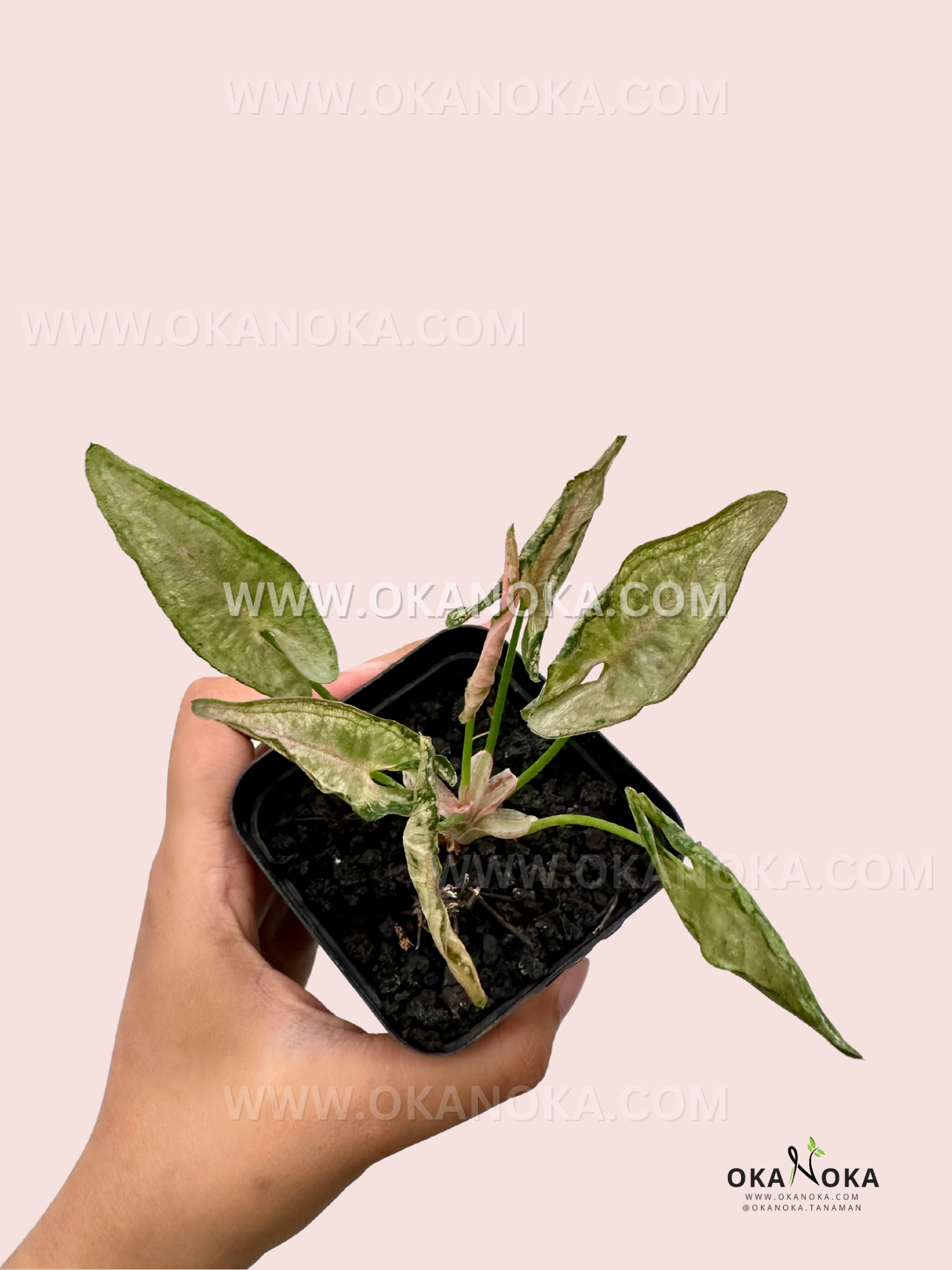 Syngonium Pink Rolli