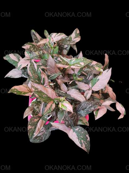 Wholesale batch of 50 Syngonium Pink Splash plants featuring darker green leaves with vibrant pink variegation, perfect for resale or large plant collections.