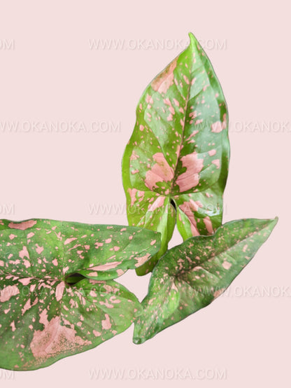 Top view of Syngonium Pink Splash Allusion highlighting unique splashes of pink on lush green leaves.