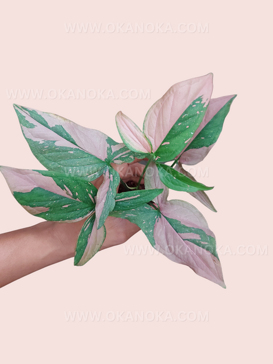 Syngonium Pink Splash Green plant with vibrant green leaves and soft pink variegation, ideal for adding beauty to any indoor space.