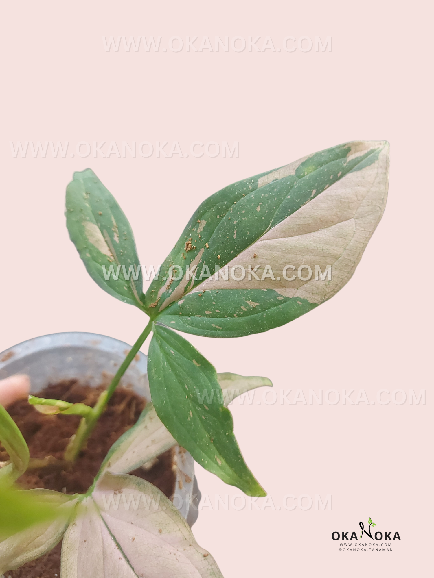 Syngonium Pink Splash Green plant with vibrant green leaves and soft pink variegation, ideal for adding beauty to any indoor space.