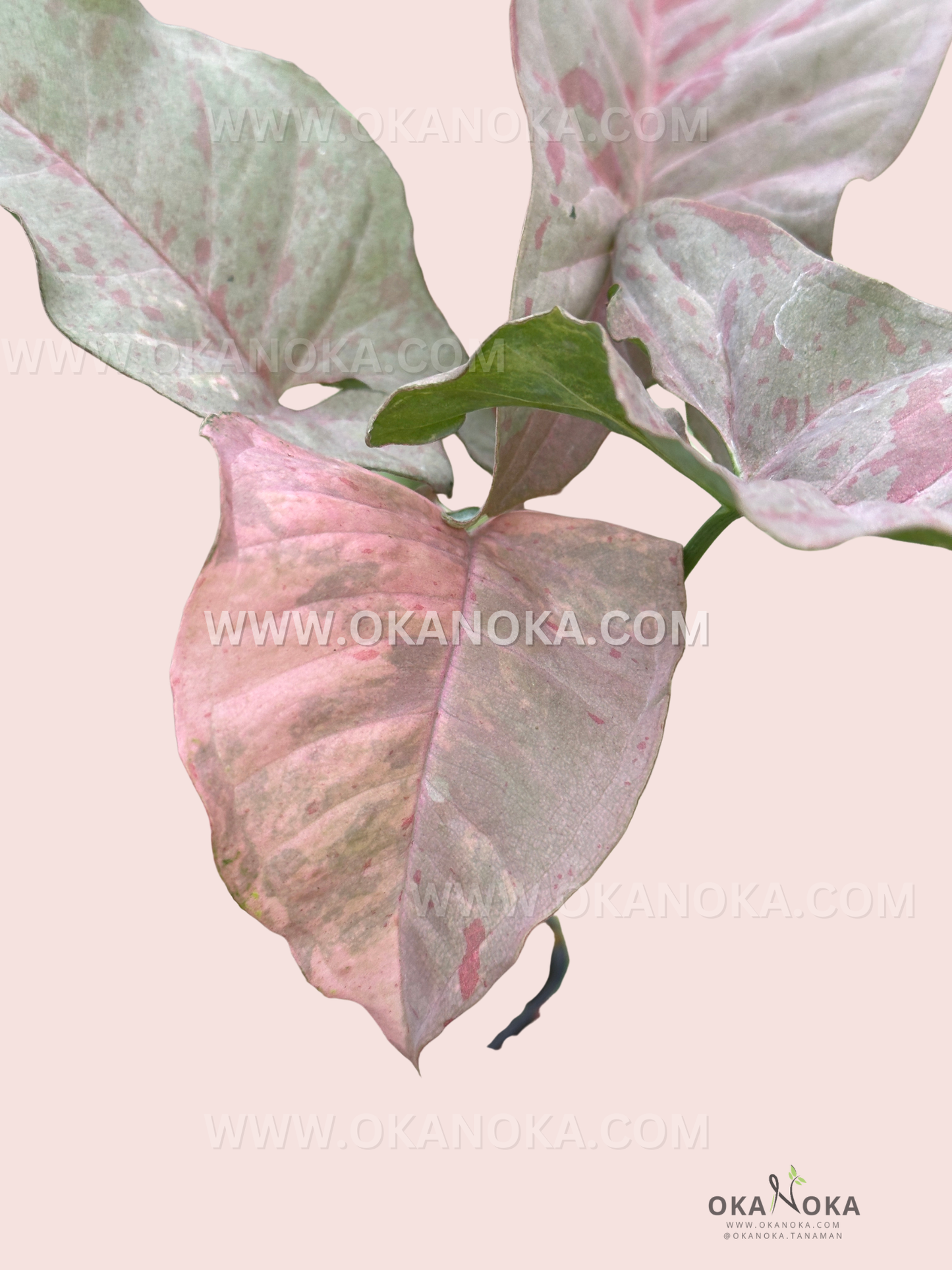 Variegated leaf patterns of Scindapsus Green on Green with subtle green gradients.