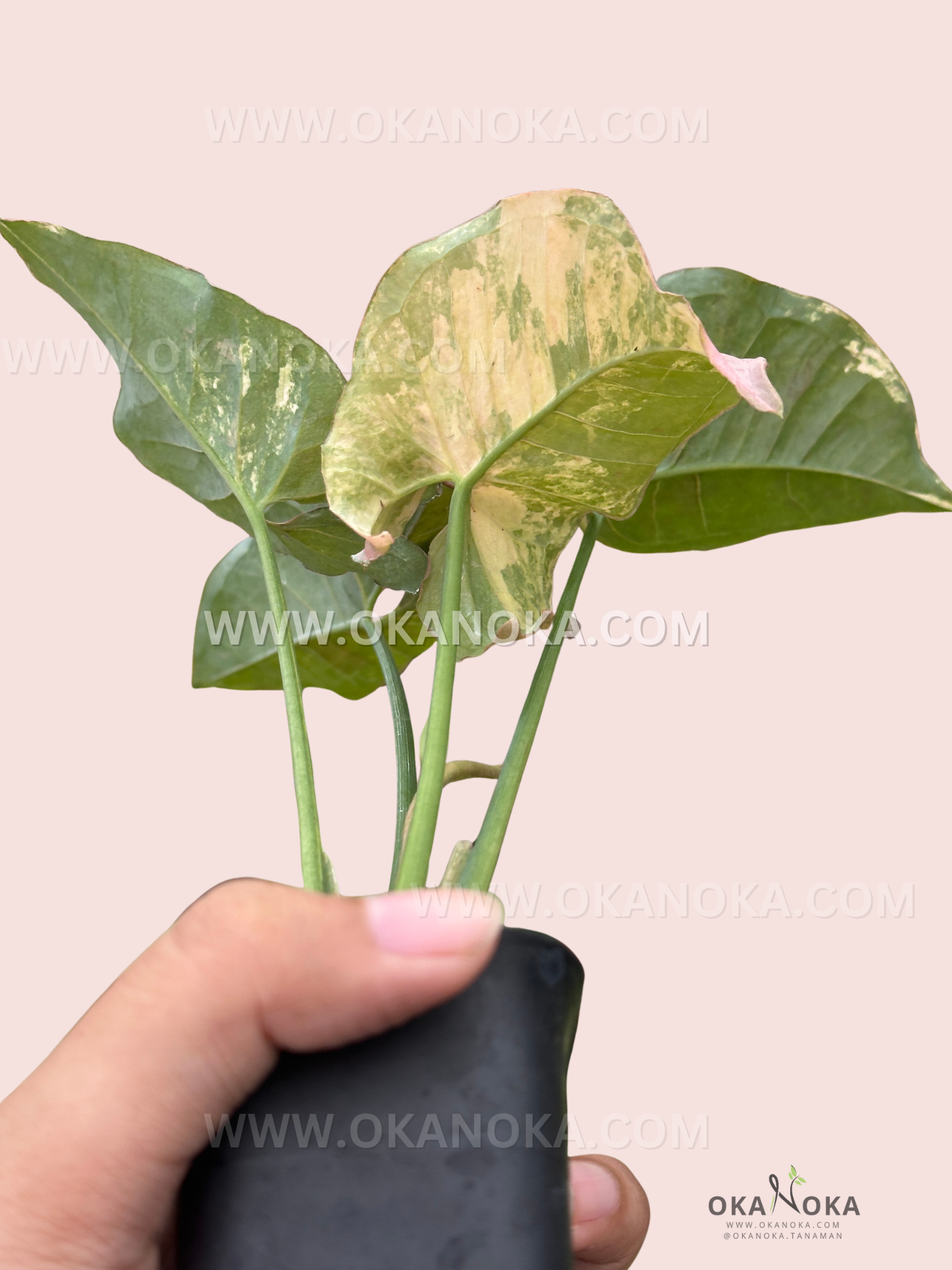 Hand holding Scindapsus Green on Green potted plant showing heart-shaped leaves.