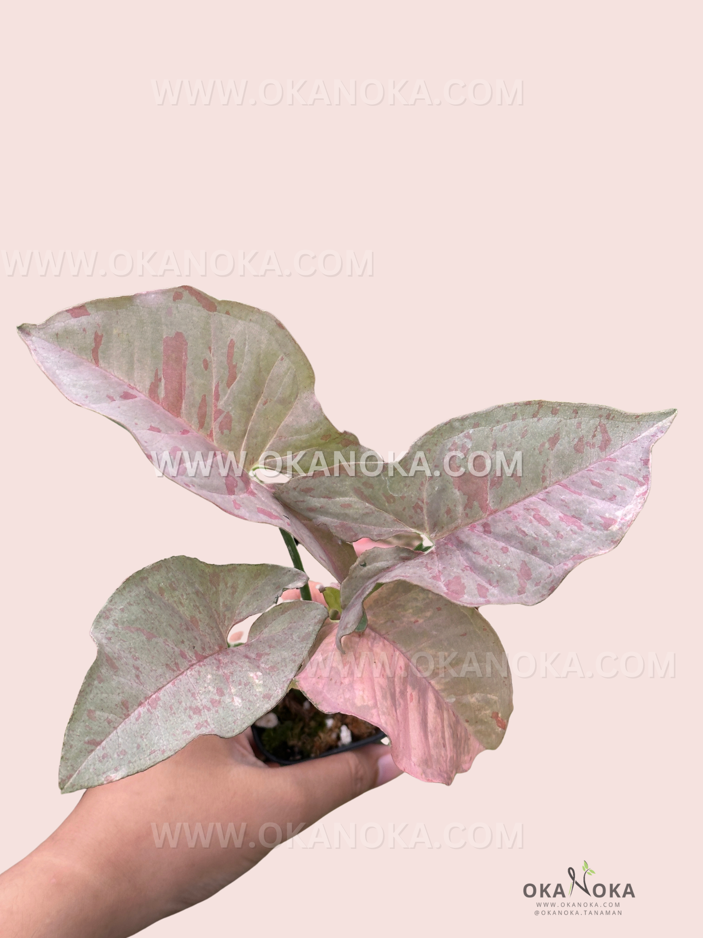 Top view of Scindapsus Green on Green showing lush, glossy indoor plant leaves.