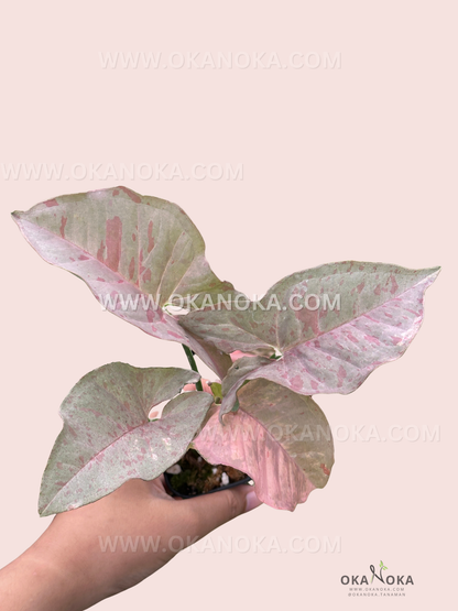 Top view of Scindapsus Green on Green showing lush, glossy indoor plant leaves.