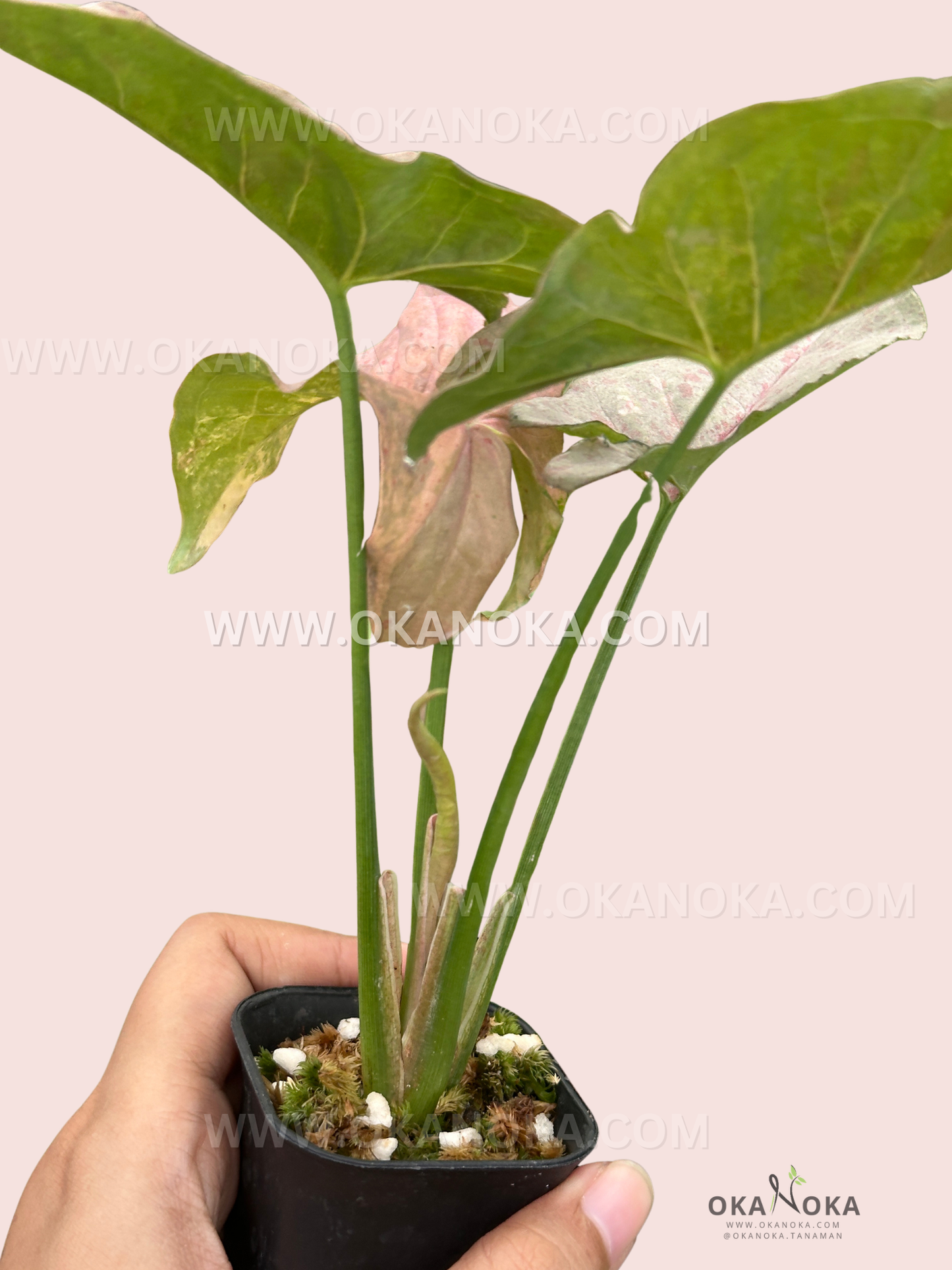 Indoor Scindapsus Green on Green plant in small pot with healthy green foliage.