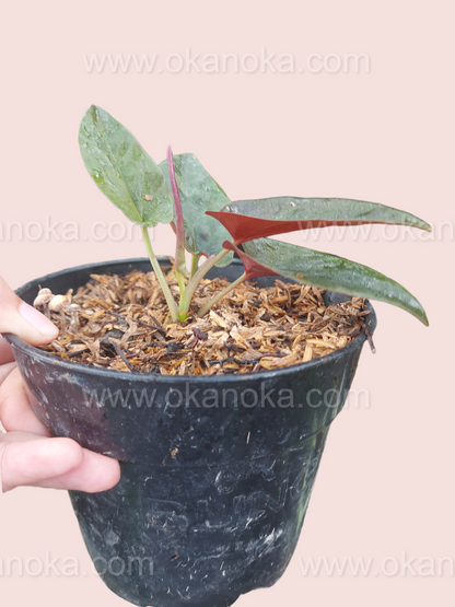 Hand holding a Syngonium Red Arrow displaying several healthy leaves.