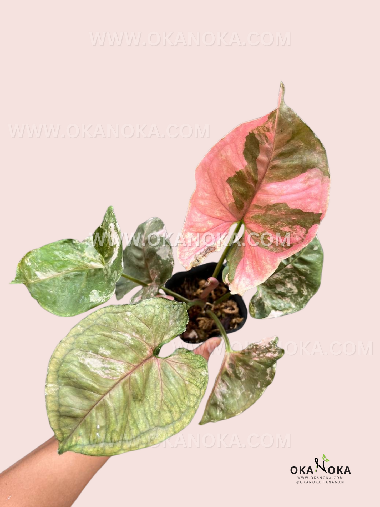 Syngonium Strawberry Ice Galaxy is a rare and striking variety of Syngonium, featuring a mix of pink, white, and green marbled leaves. The foliage has a galaxy-like pattern with splashes of color, giving it a unique and artistic appearance. 