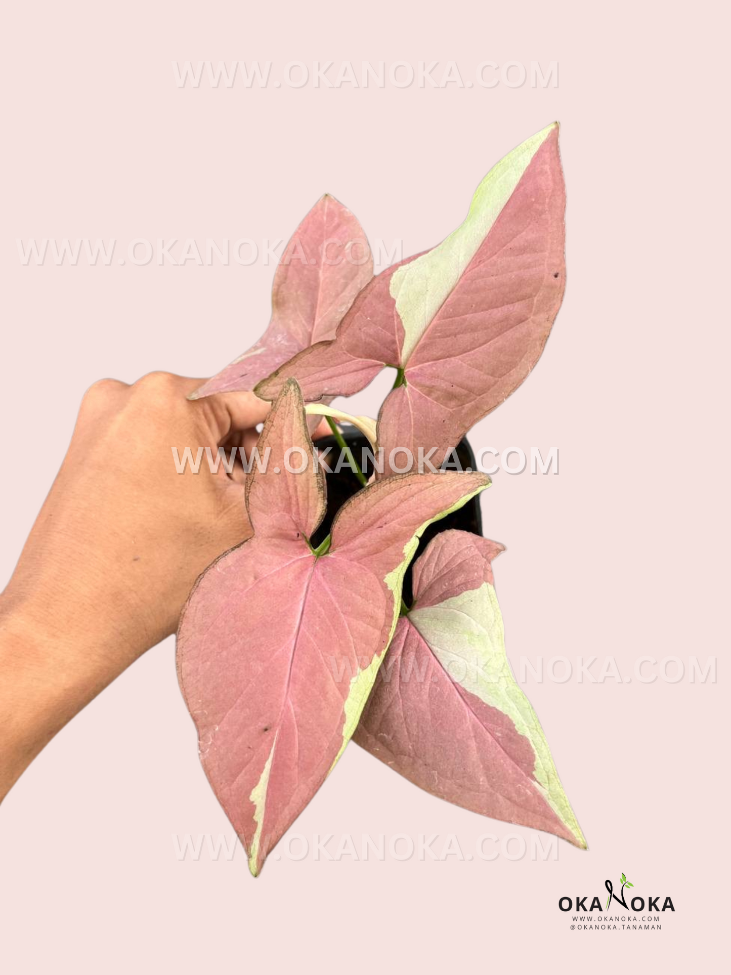 Syngonium Strawberry Milk live plant with pink and white variegated leaves in a small pot, hand holding, soft pink background
