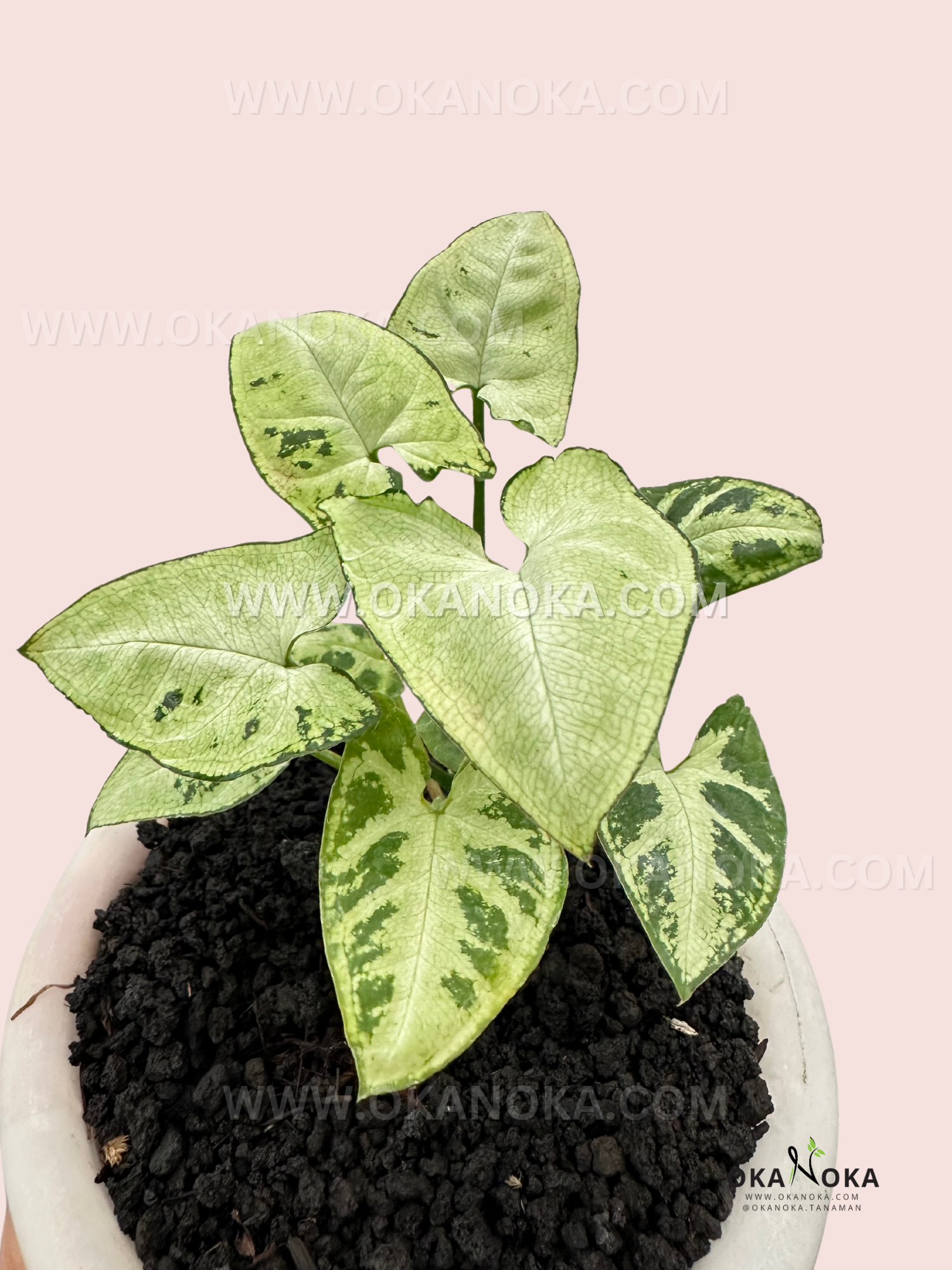 Close-up of Syngonium White Christmas with its vibrant white and green variegated leaves in a white nursery pot.