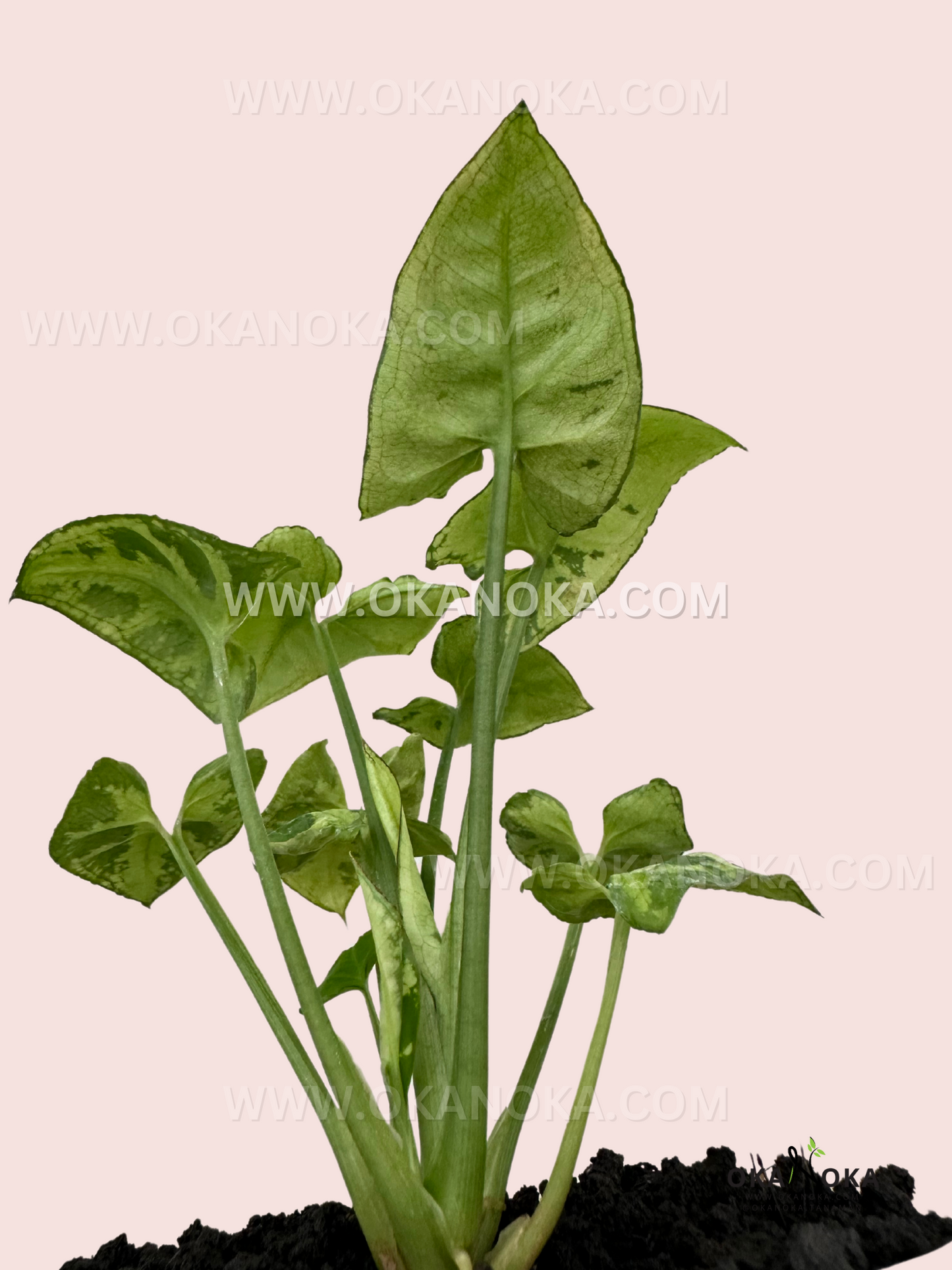 Back view of Syngonium White Christmas leaves, showcasing their rich green color with subtle hints of white veining.