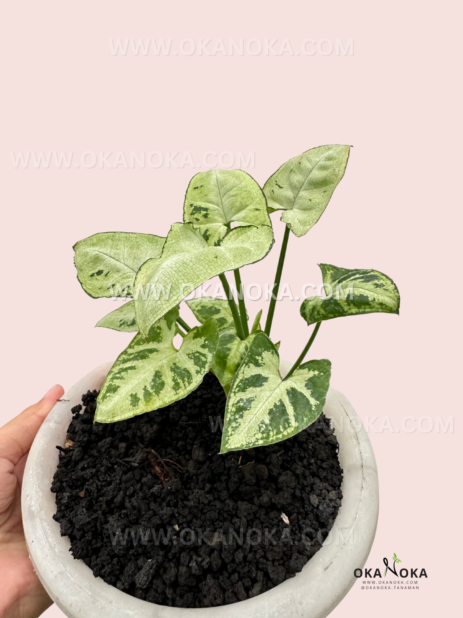 A hand holding Syngonium White Christmas, showcasing its stunning white and green foliage against a soft background.