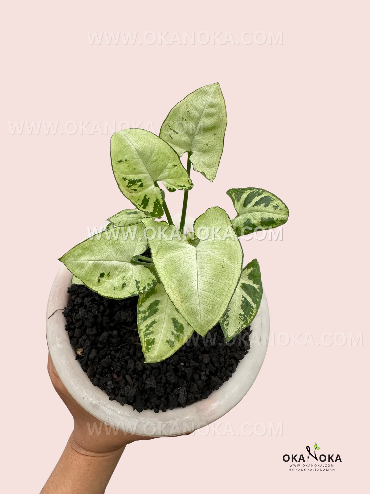 Syngonium White Christmas plant with beautiful white and green patterns on its leaves, adding elegance to a minimalist setting.