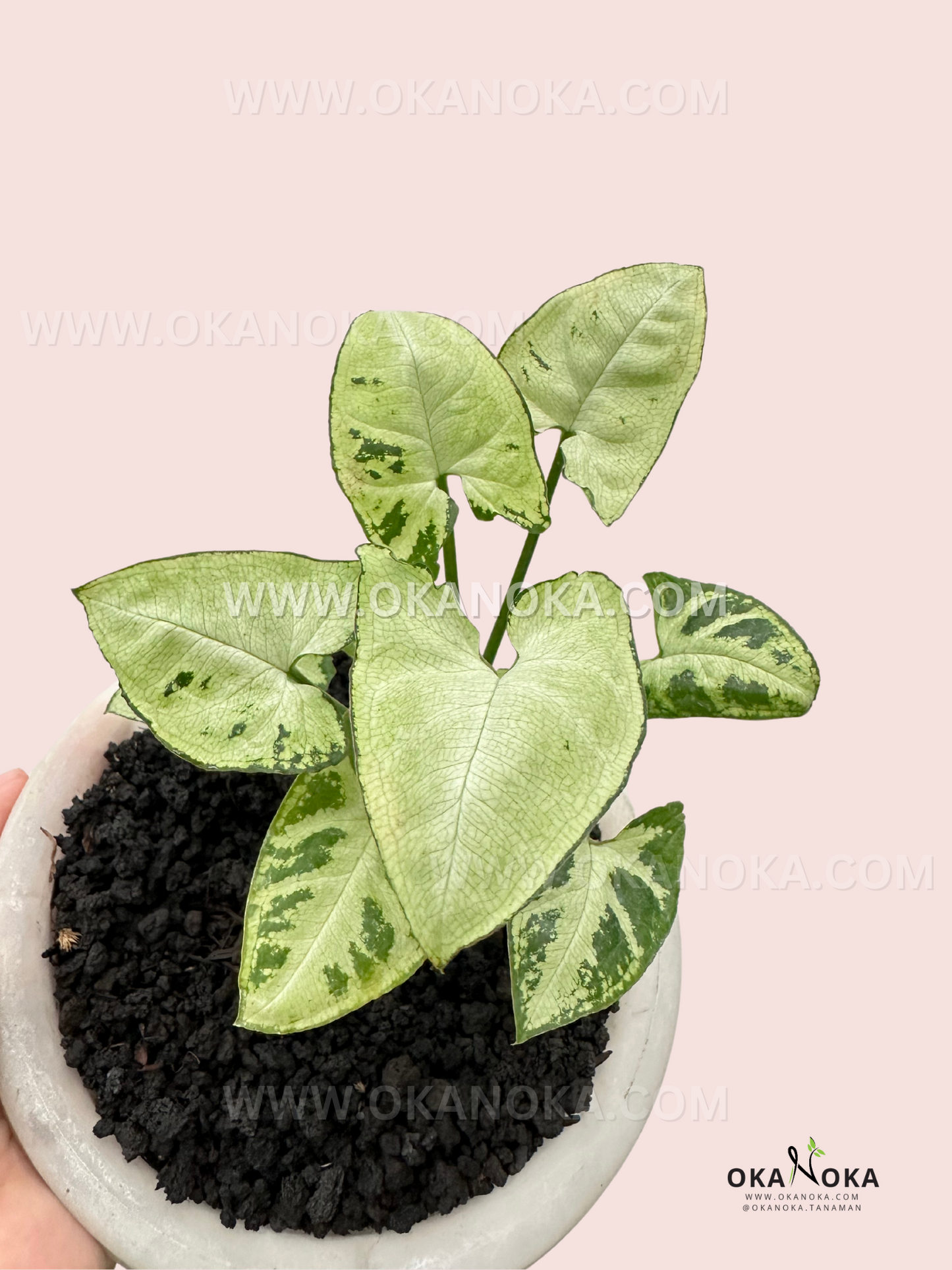 Front view of Syngonium White Christmas leaves, displaying vibrant white and green color.