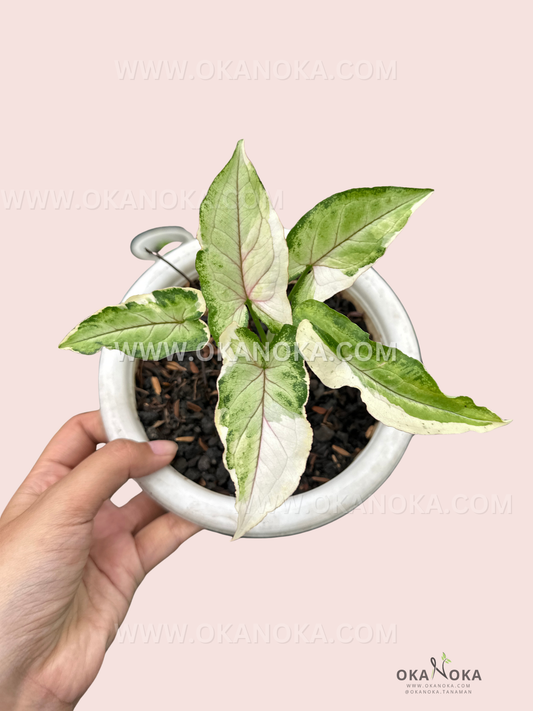 Close-up of variegated white and green leaves of Syngonium White Princess.