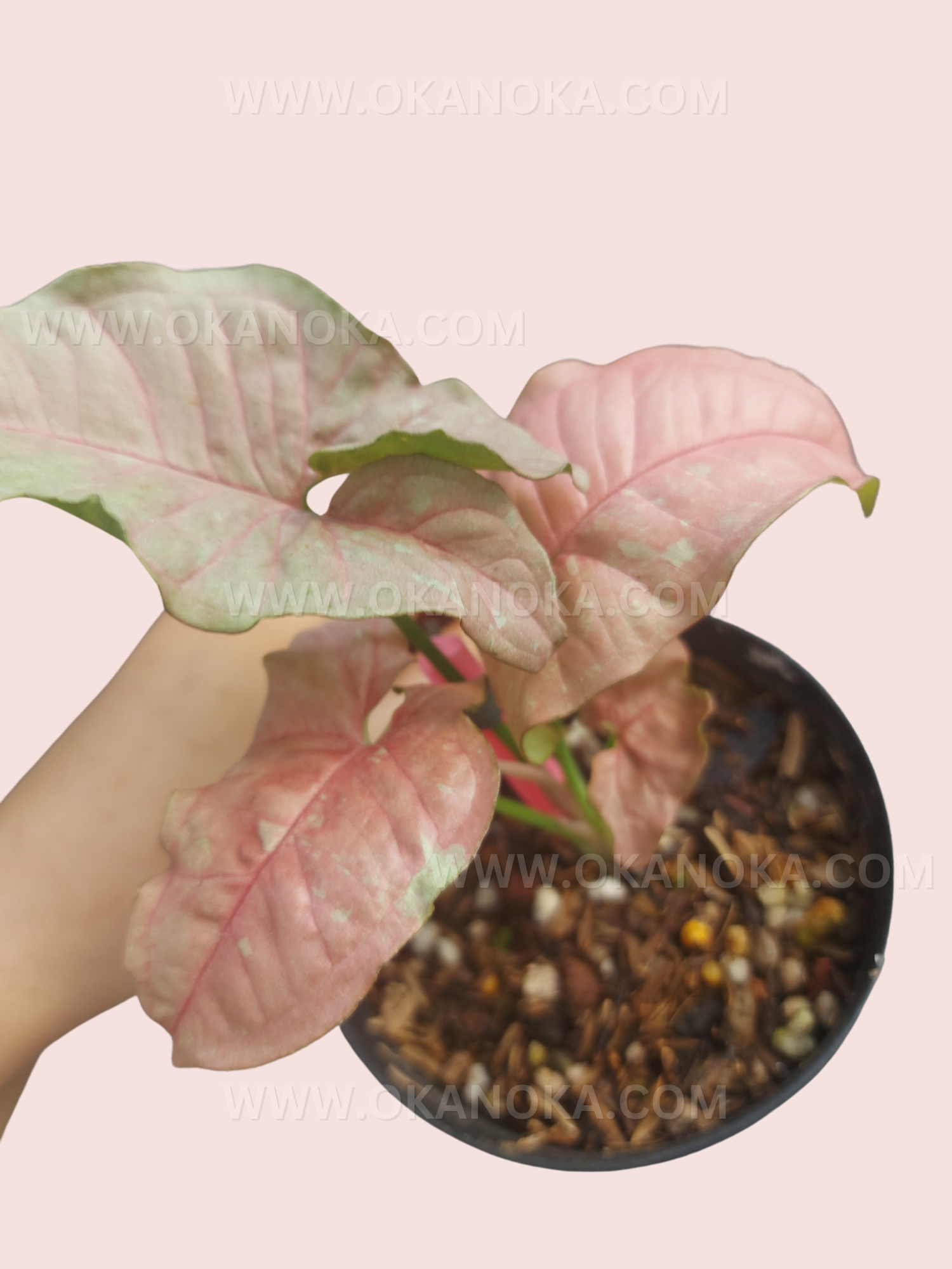 Syngonium Pink Candy