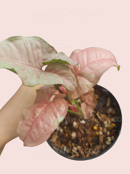 Syngonium Pink Candy