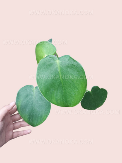 Philodendron Rugosum