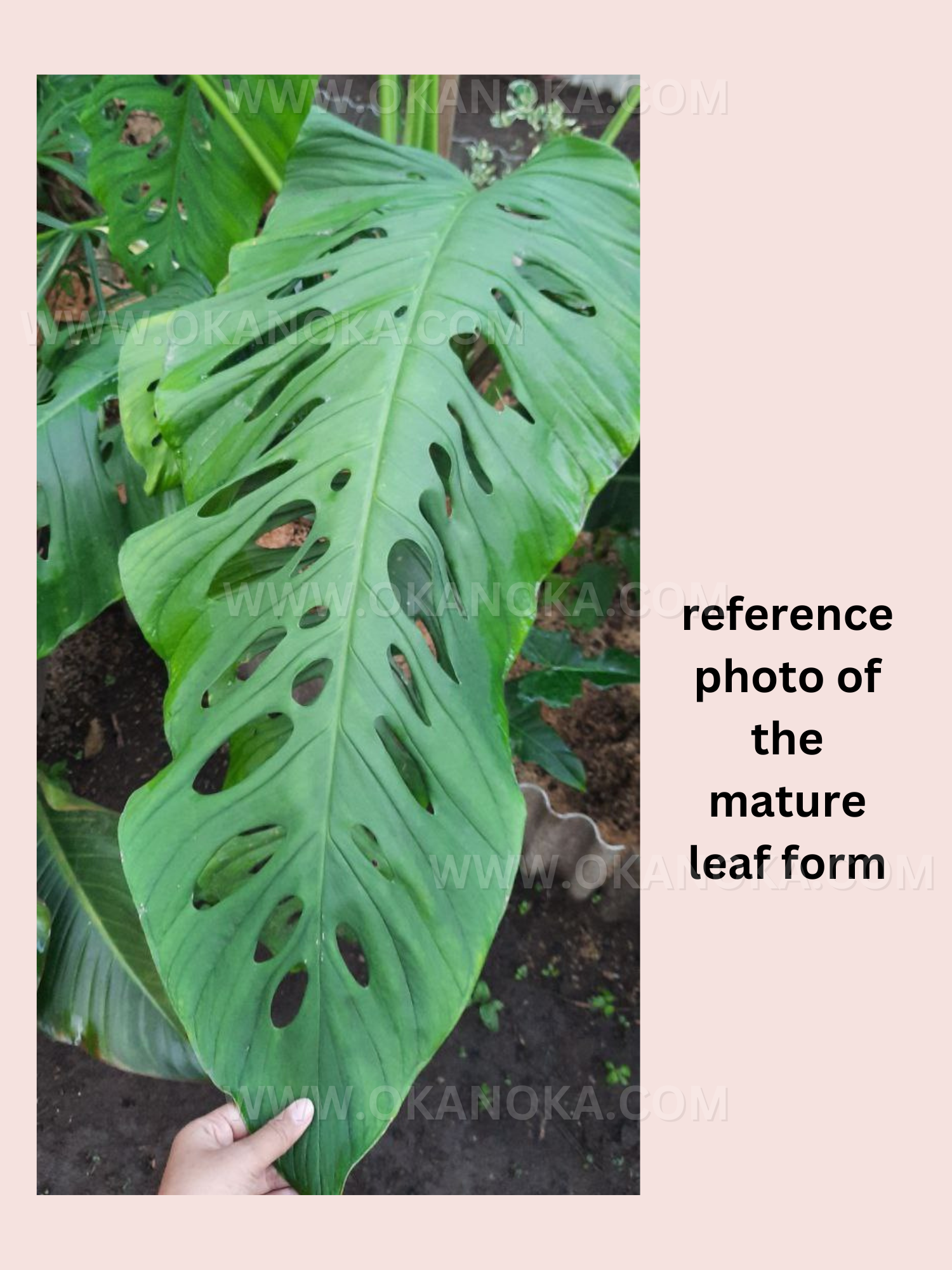 monstera adansonii mature Monstera Adansonii – Okanoka
