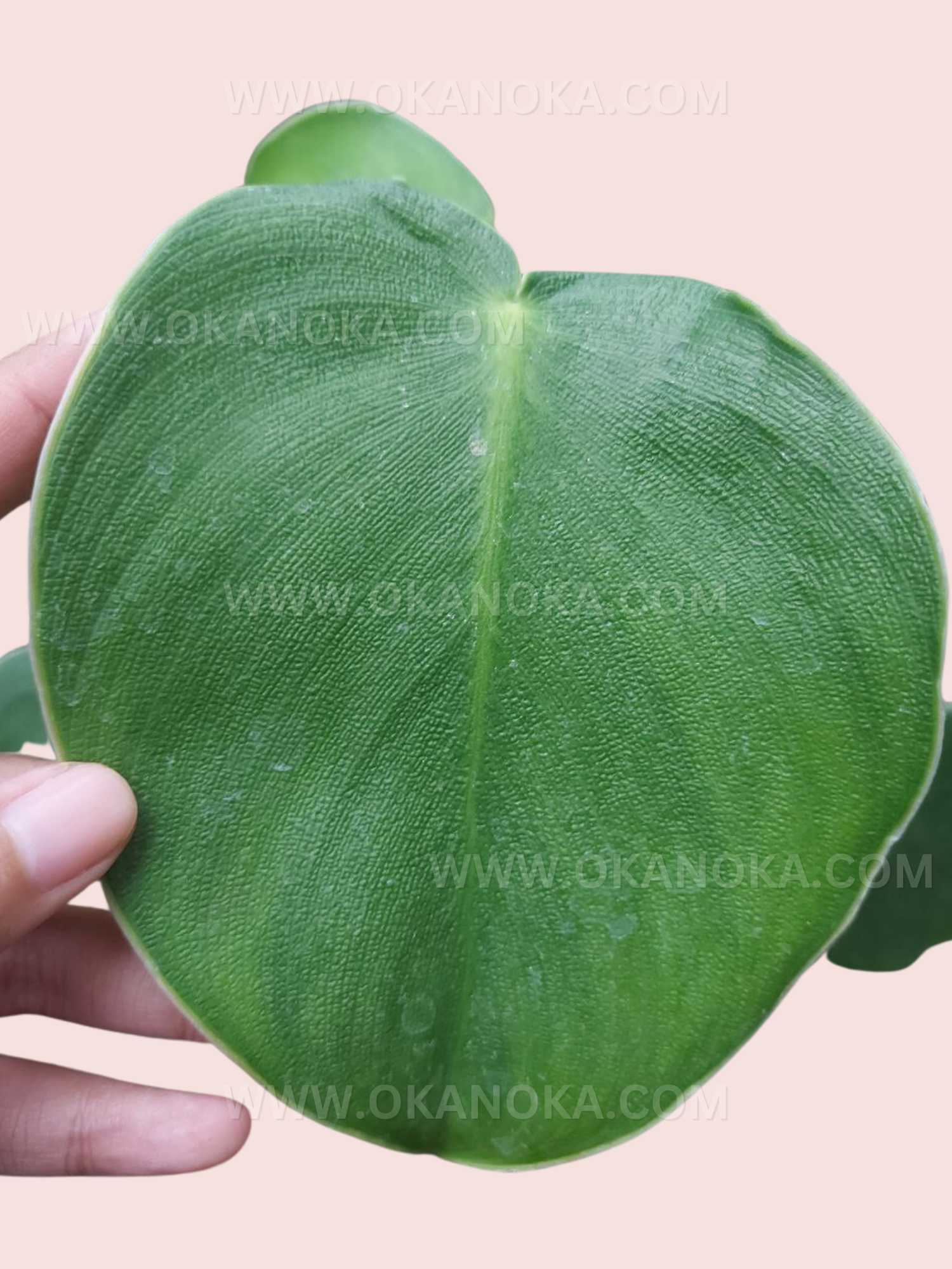 philodendron rugosum for sale Philodendron Rugosum – Okanoka