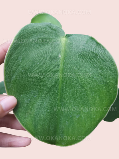 Philodendron Rugosum