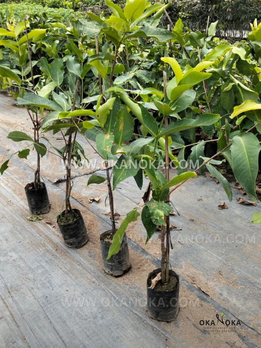 Rows of grafted Watery Rose Apple (Syzygium aqueum) saplings in black grow bags at a nursery, showing upright stems and glossy green leaves.