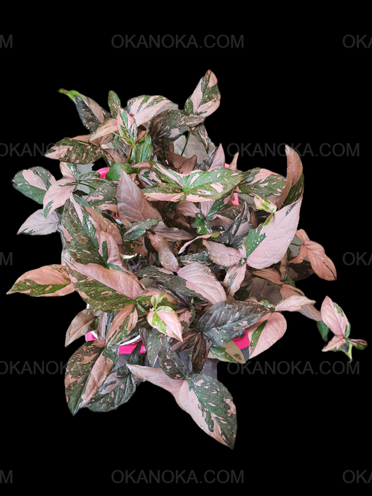 Wholesale batch of 100 Syngonium Pink Splash plants with vibrant green leaves and pink variegation, arranged for bulk purchase and resale.