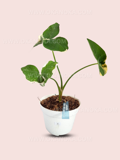 Alocasia Mickey Mouse Xanthosoma Albo Marignata