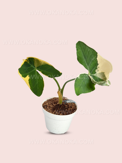 Alocasia Mickey Mouse Xanthosoma Albo Marignata