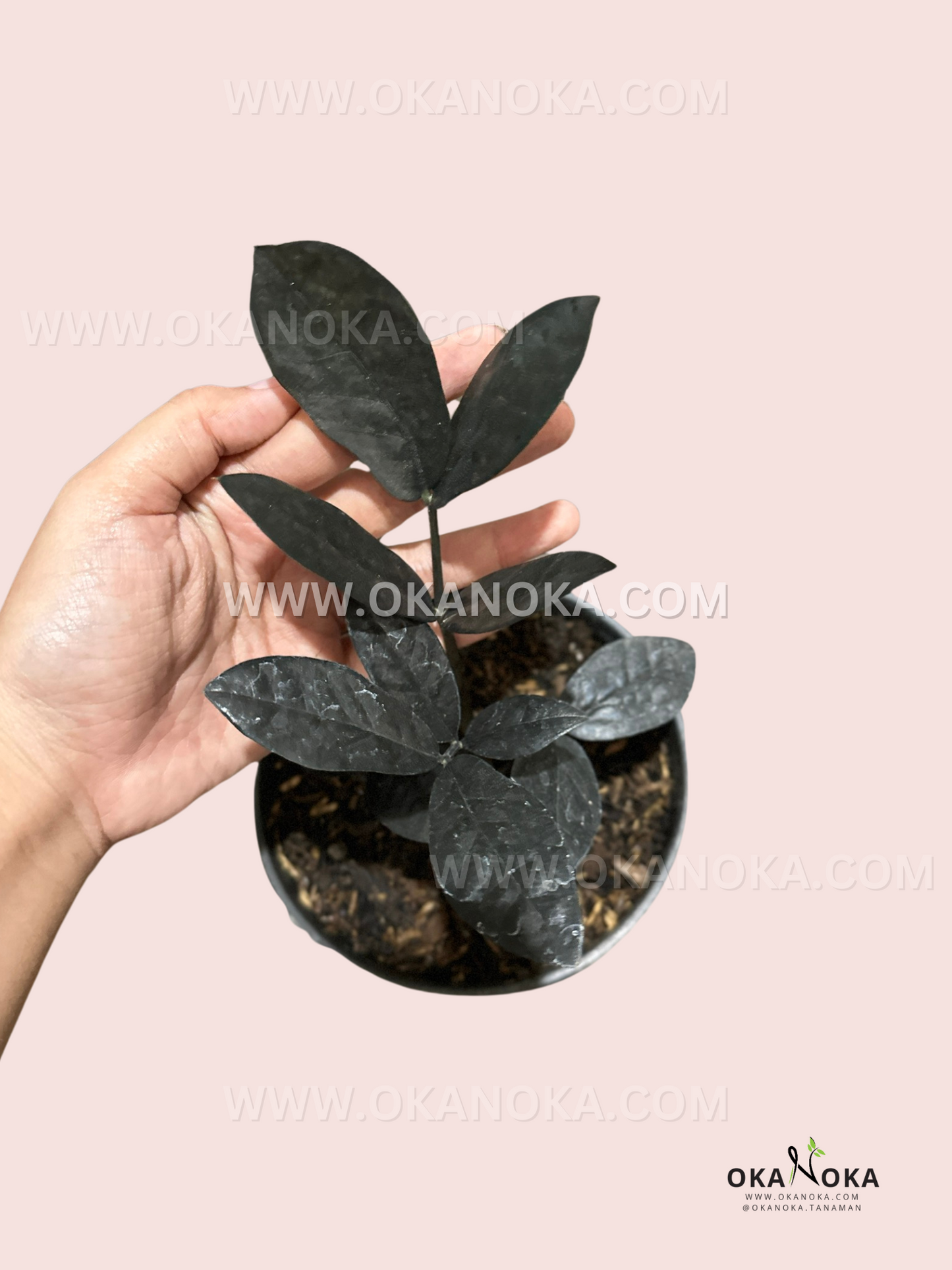 Zamioculcas Zamiifolia Raven live plant with glossy dark purple-black foliage.