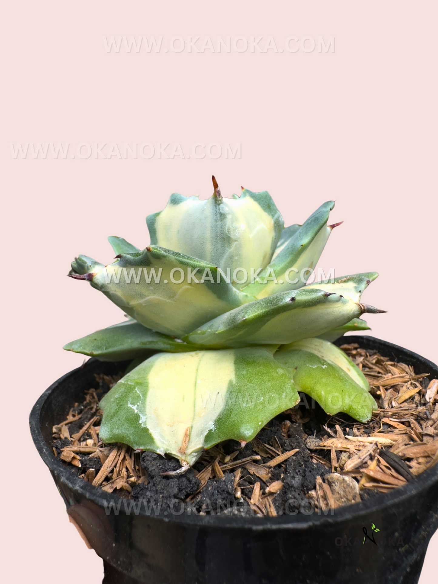 century succulent plant Agave Isthmensis Shoji Raijin Variegated Dwarf Century Plant – Okanoka