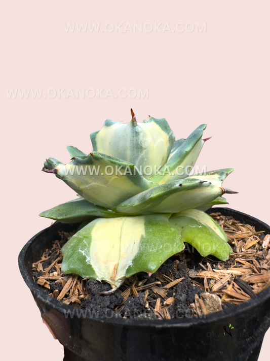 Agave Isthmensis Shoji Raijin Variegated Dwarf Century Plant