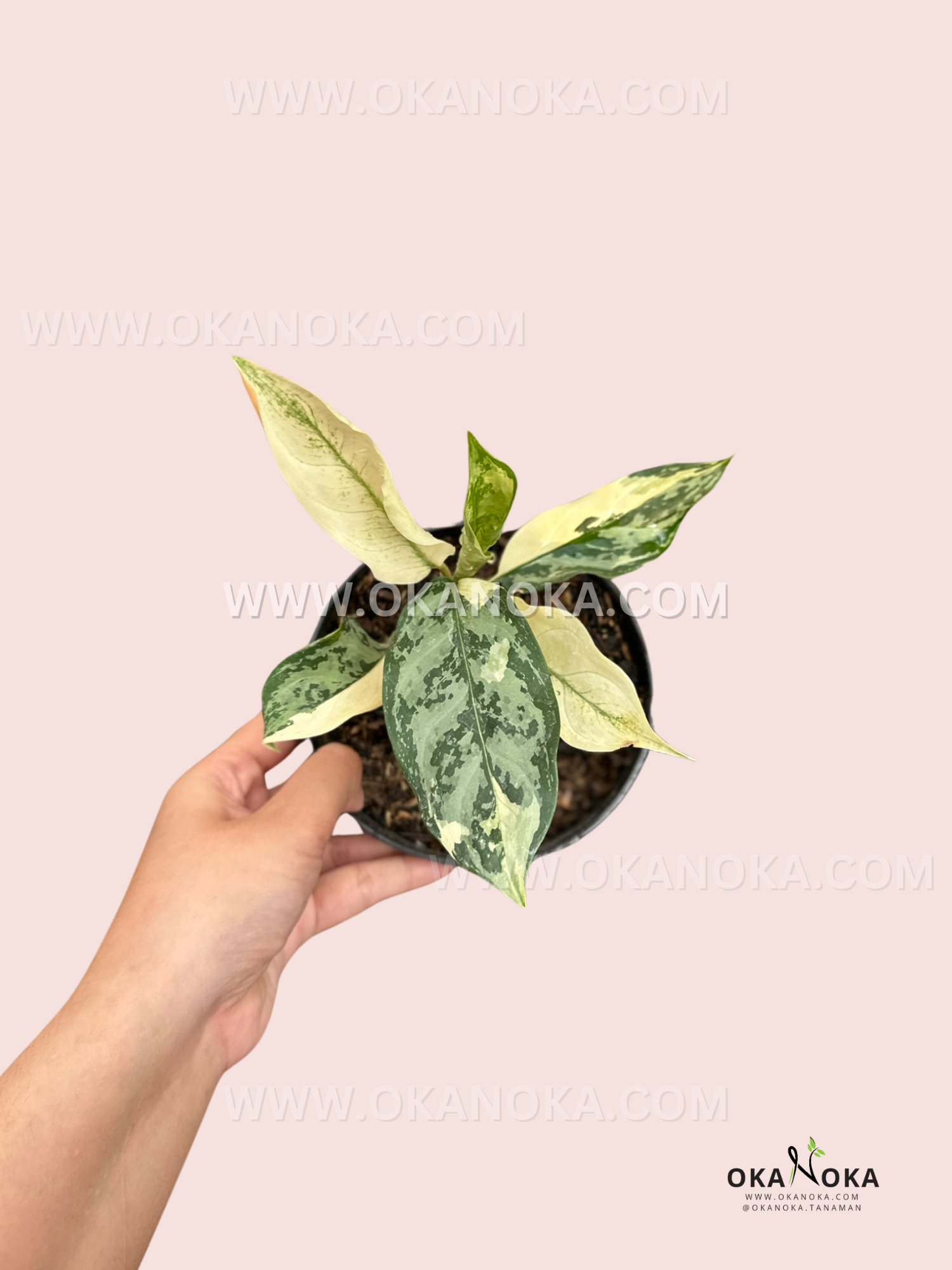 aglaonema commutatum for sale Aglaonema Commutatum Variegated Small – Okanoka