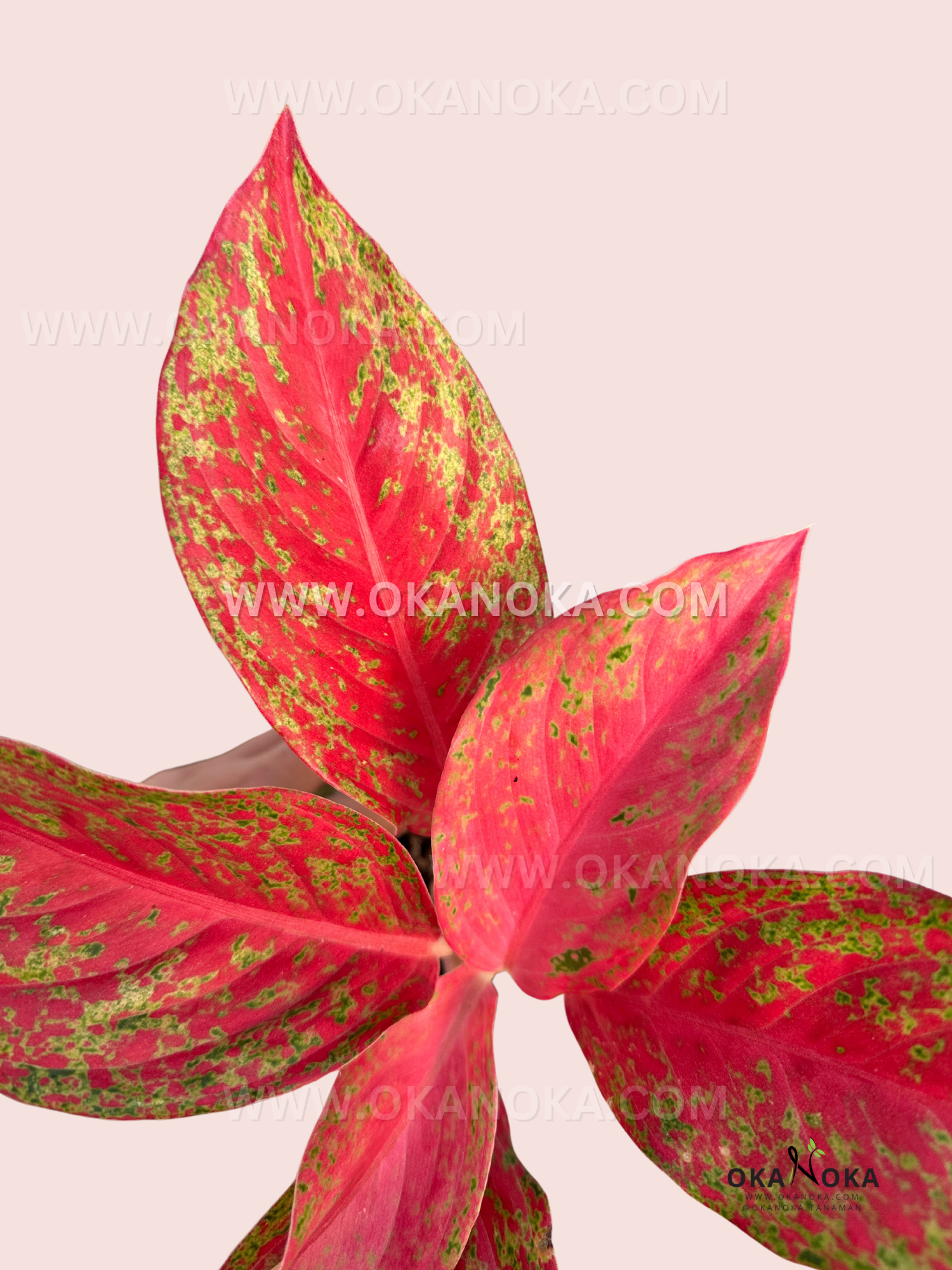 aglaonema pink moon uk Aglaonema Red Moon – Okanoka
