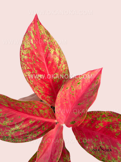 Aglaonema Red Moon