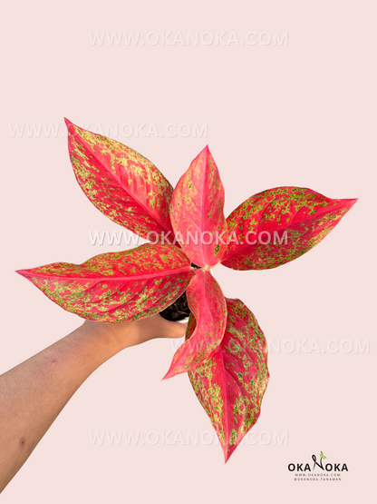 Aglaonema Red Moon