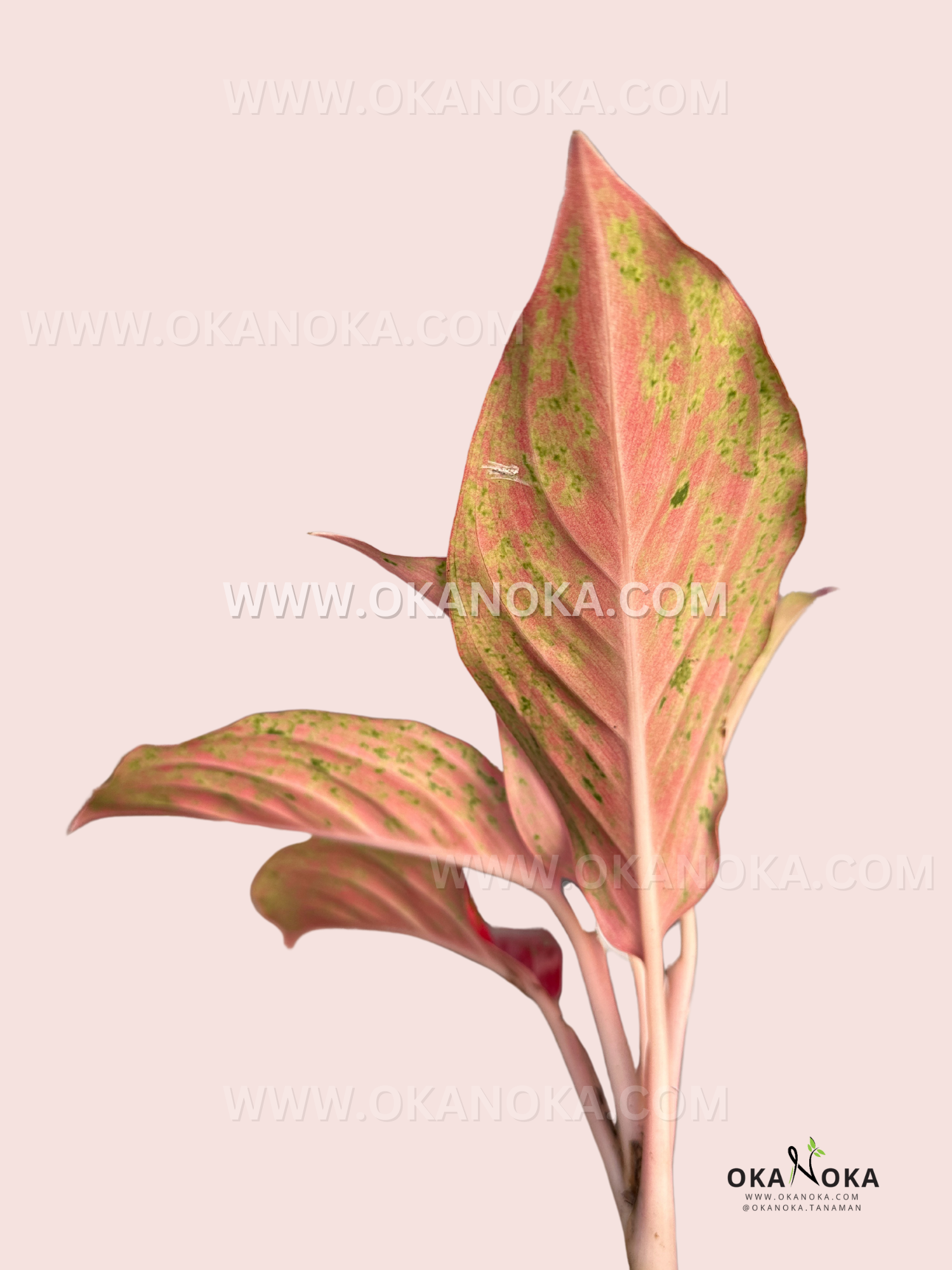 aglaonema pink moon pflege Aglaonema Red Moon