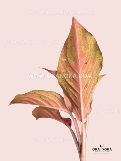 Aglaonema Red Moon