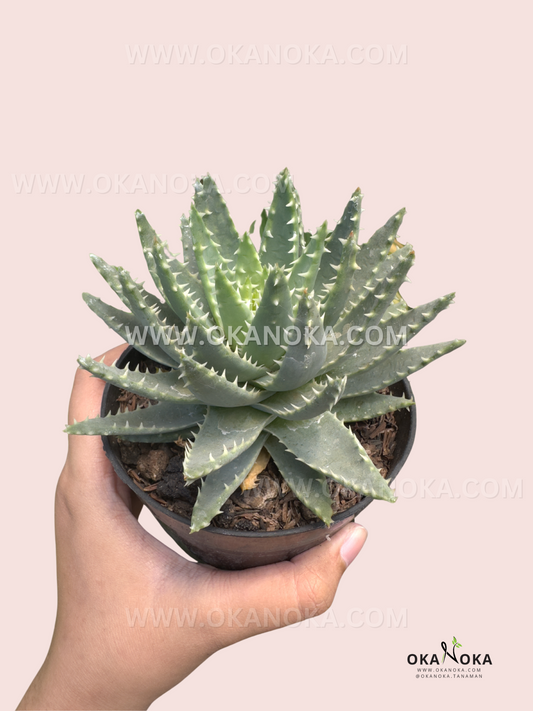 Aloe Brevifolia live succulent with compact blue-green rosette foliage.