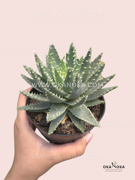 Aloe Brevifolia