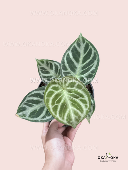 Anthurium Dorayaki