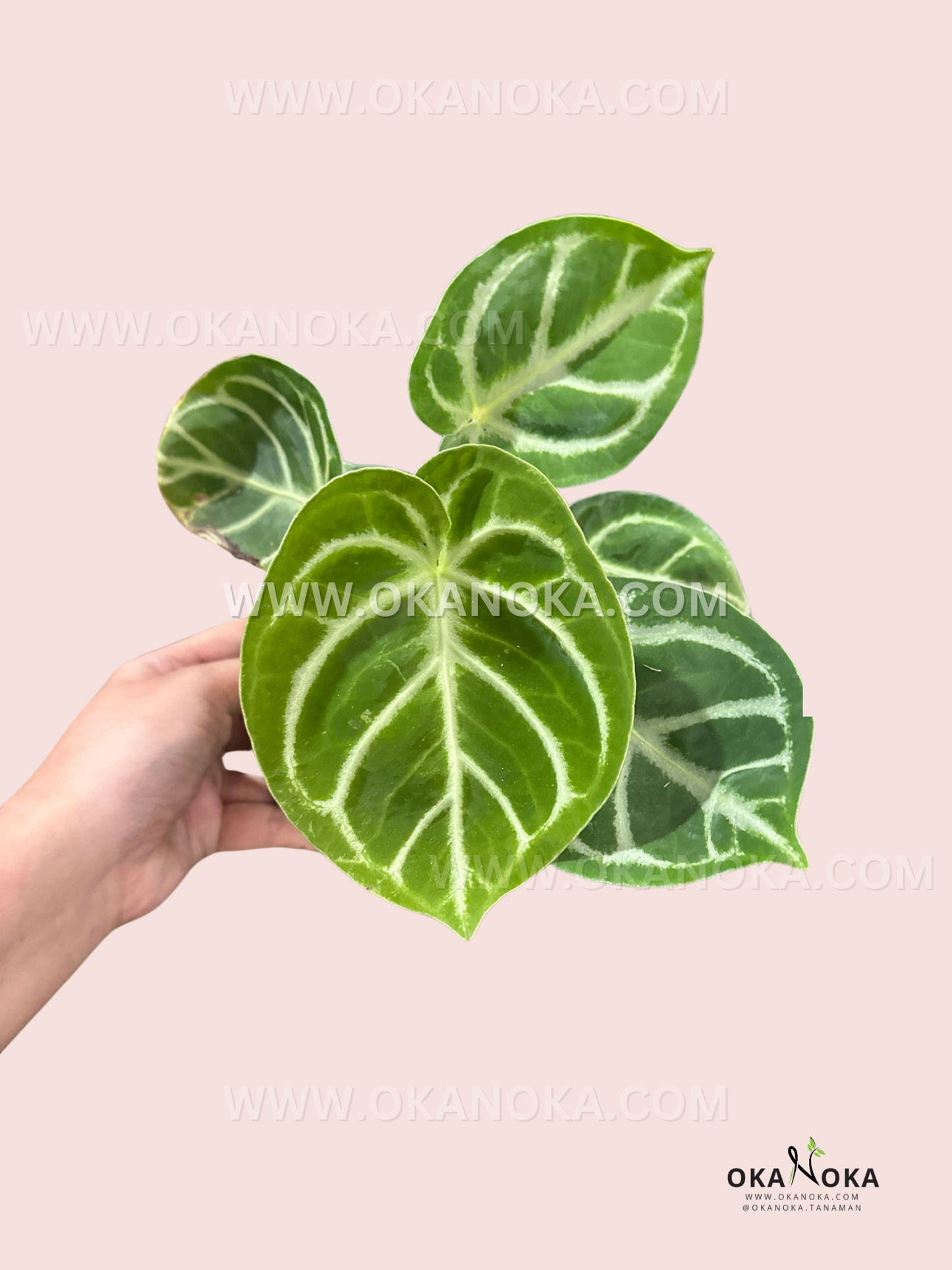 anthurium dorayaki care Anthurium Dorayaki – Okanoka